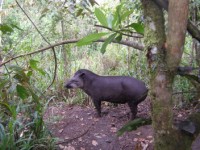Tapir en el Centro Fátima Puyo