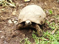 La tortuga en el Centro Fátima Puyo