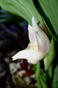 Anguloa uniflora - Fotos Orquideas