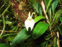 Orquideas Puyo 