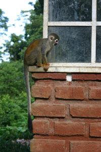 Fotos monos en Ecuador